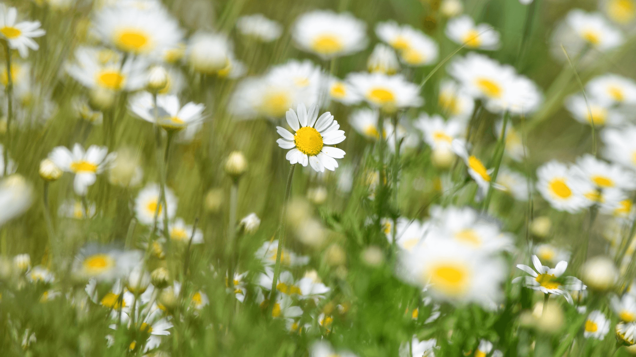 На Черкащині прогнозують зміну погоди: спочатку спека, потім грози
