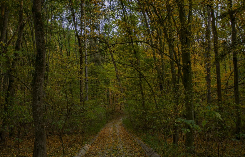 Мошенська діброва — природна перлина Черкащини з віковими дубами 🌳